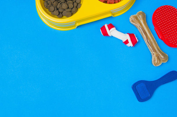 狗粮和配件在蓝色背景俯视图图片下载
