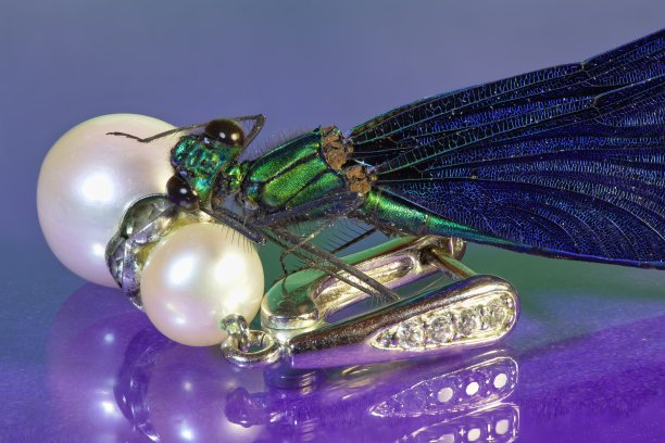 蜻蜓和珍珠耳环图片下载