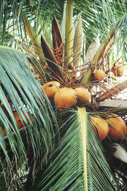 椰子树图片下载