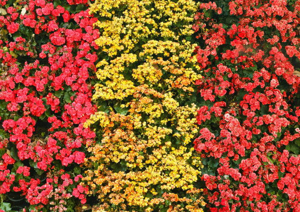 大秋海棠花。图片下载