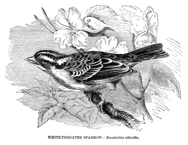 White-throated麻雀图片下载