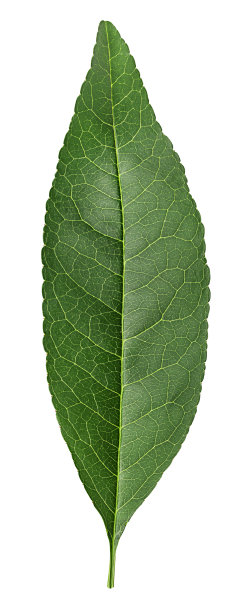 桃子水果的叶子图片下载