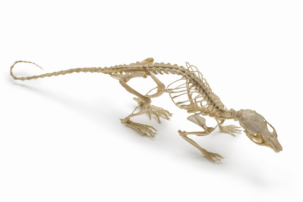 老鼠骨架，啮齿类动物的一种津贴。图片下载