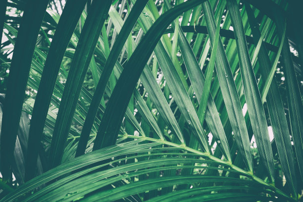 热带棕榈叶图片下载