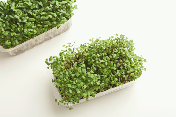微型绿色植物生长在塑料碗俯视图，孤立图片下载