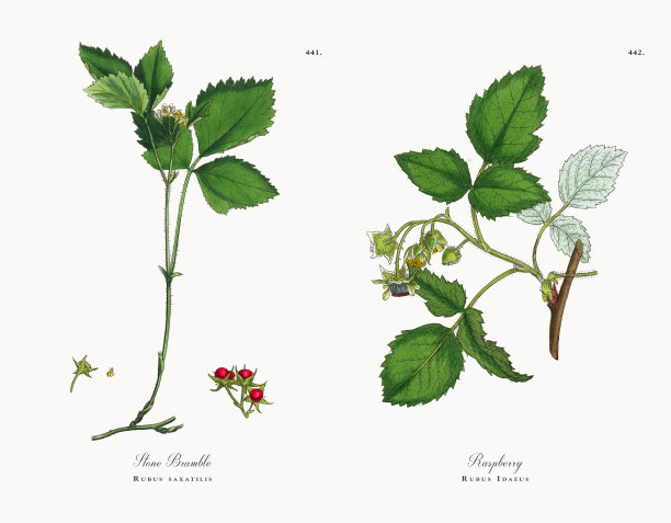 石荆棘，悬铃树，维多利亚植物学插图，1863年图片下载