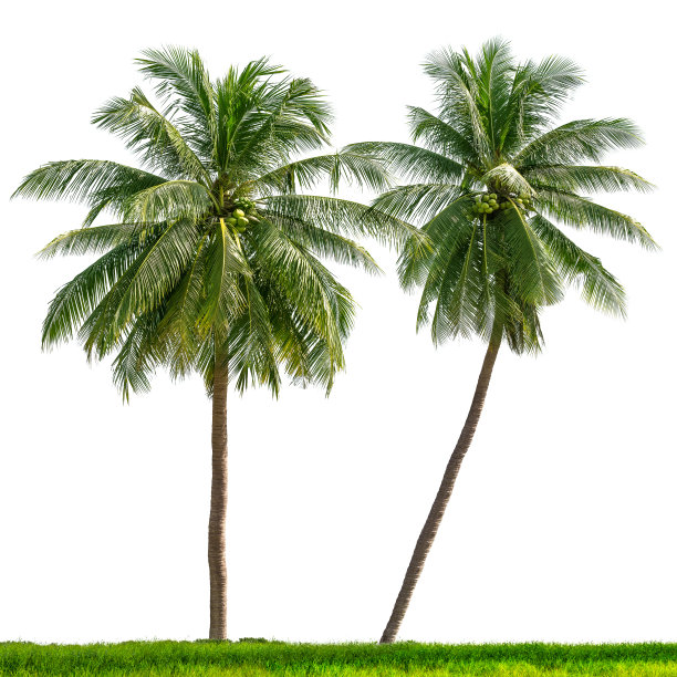椰子树集团图片下载