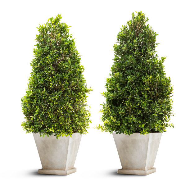 盆栽榕树图片下载