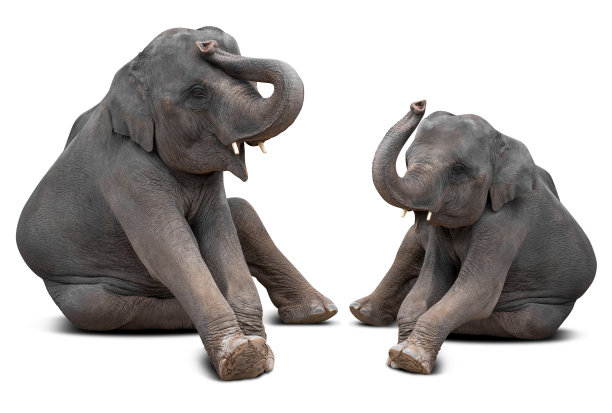 小象孤立图片下载