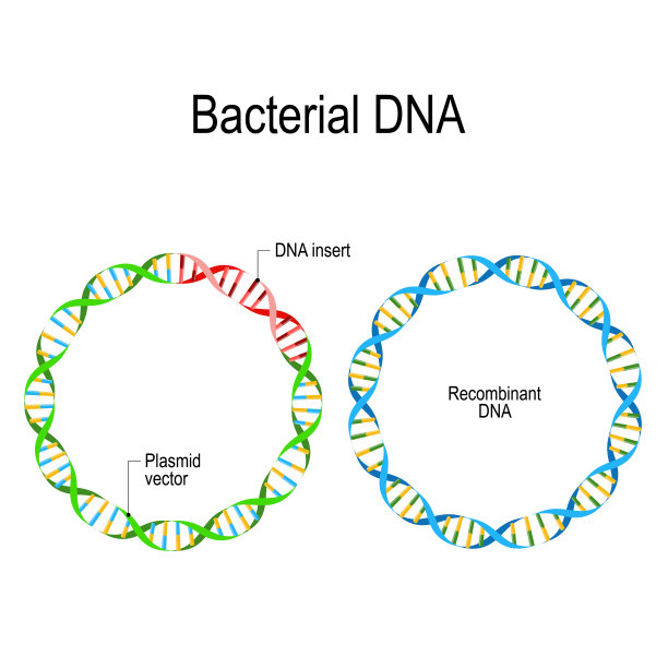 质粒和重组细菌DNA。图片下载