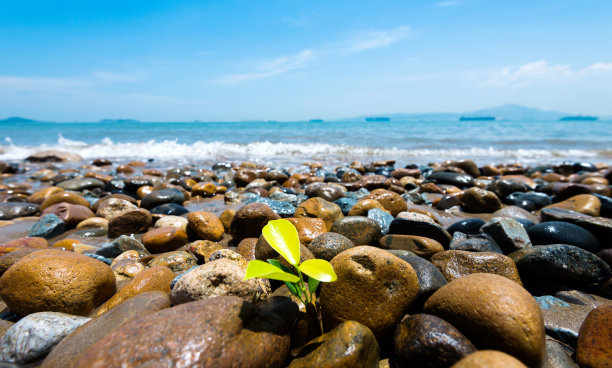 一棵绿色的植物穿过鹅卵石图片下载