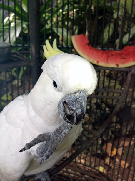 半开玩笑的风头鹦鹉图片下载