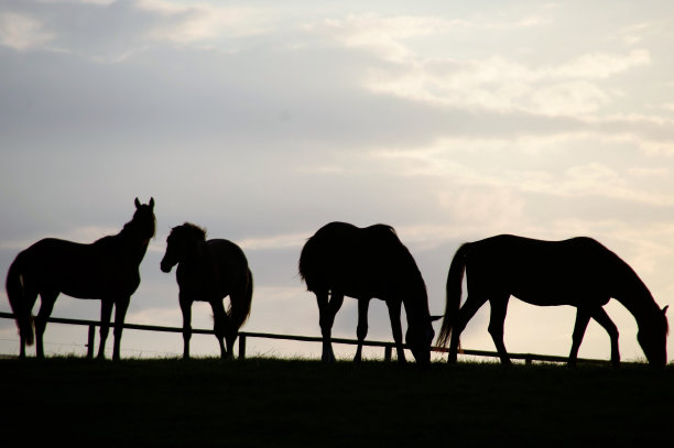 日落时放牧的马图片下载