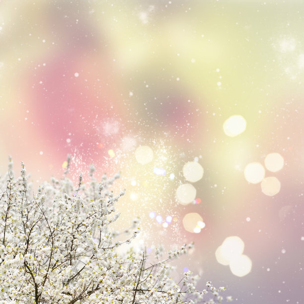 盛开的木兰树图片下载