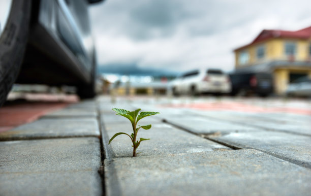 在砖地上生长的小植物素材图片