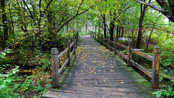 森林里的木桥素材图片