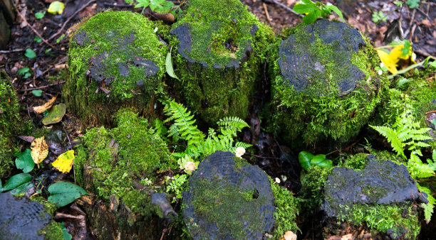 树桩顶部有苔藓图片下载