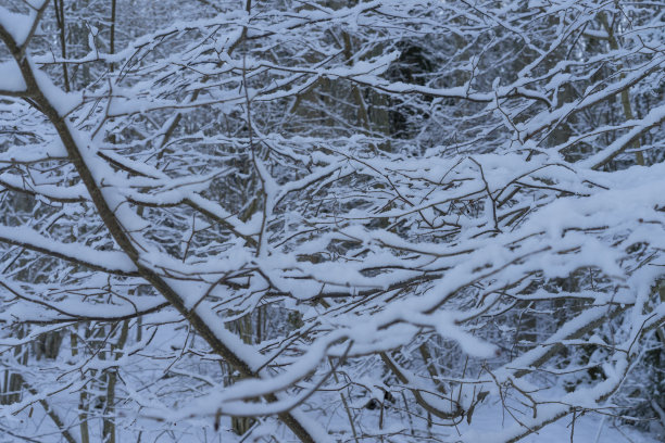 美丽的自然照片寒冷的冬天晚上在瑞典的森林和树林图片下载