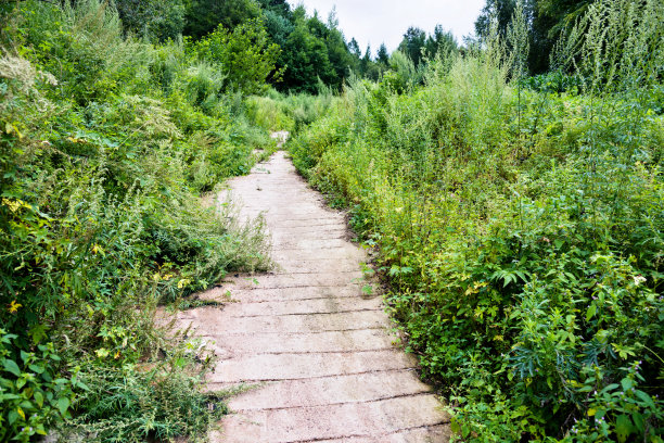 森林图片素材ID：305162208