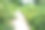 森林图片素材ID：305162208