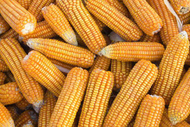 玉米图片下载