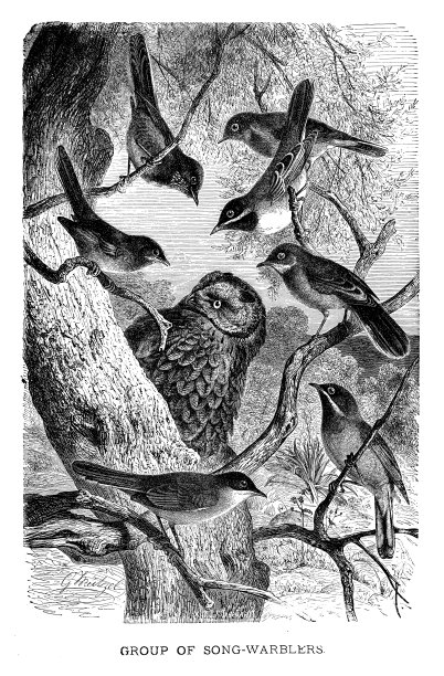 歌林莺和猫头鹰图片下载