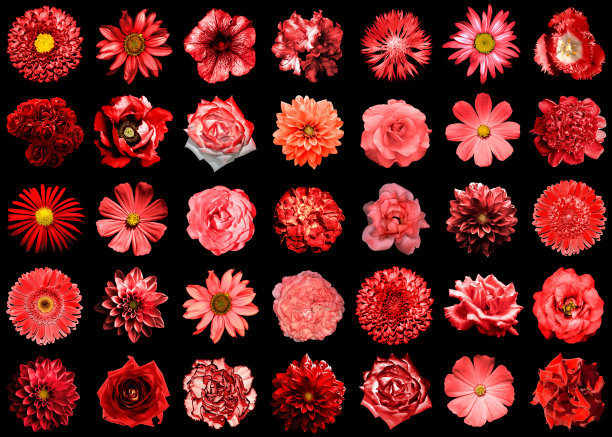 自然与超现实的红色花卉拼贴35分之一:牡丹、大丽花、樱草花、紫菀、雏菊、玫瑰、非洲菊、丁香、菊花、矢车菊、亚麻、天竺葵、万寿菊、黑色孤立的郁金香图片下载