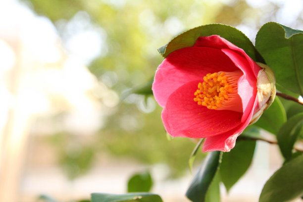 红色的山茶花花图片下载
