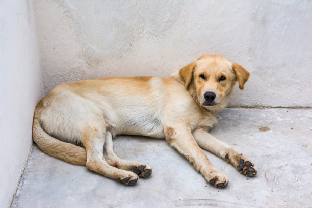 狗生病了，睡在水泥的角落图片下载