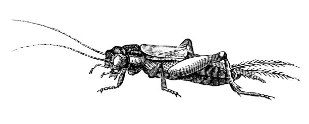 田野蟋蟀(gryllus domesticus)图片下载