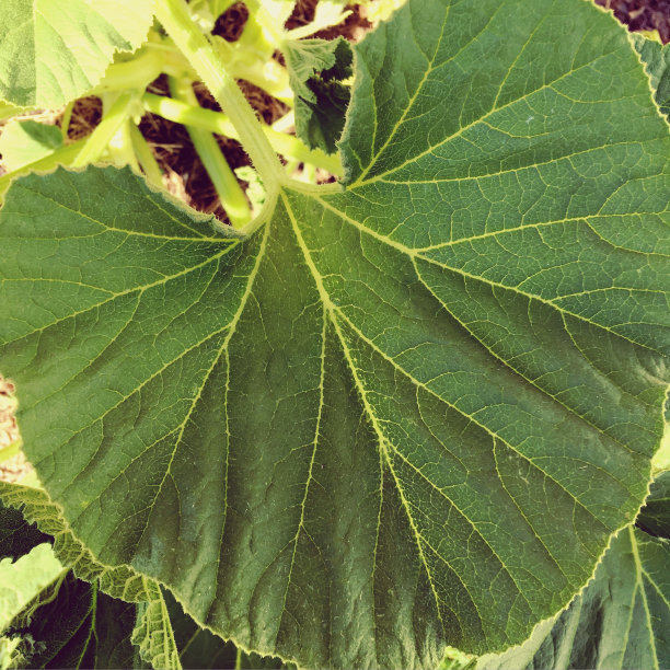 南瓜叶图片下载