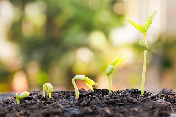 春天图片素材ID：305184498