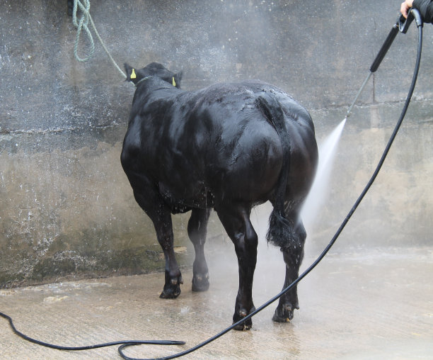 奖励公牛正在被清洗。图片下载