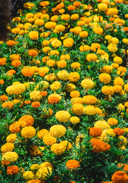 黄色和橙色百日菊图片下载