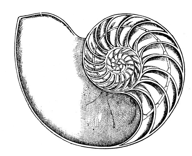 古董动物插图:鹦鹉螺图片下载
