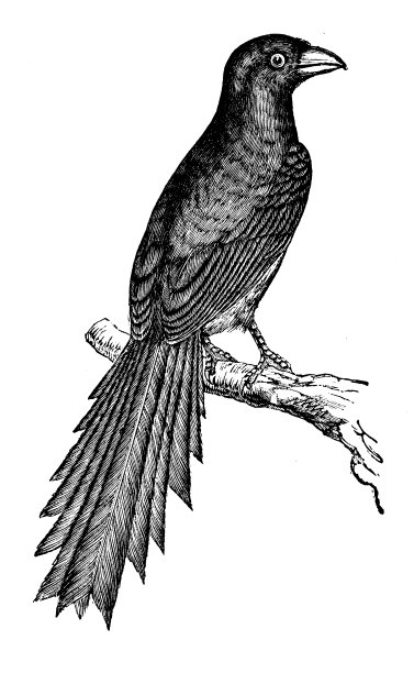 古玩动物插图:天眼青图片下载