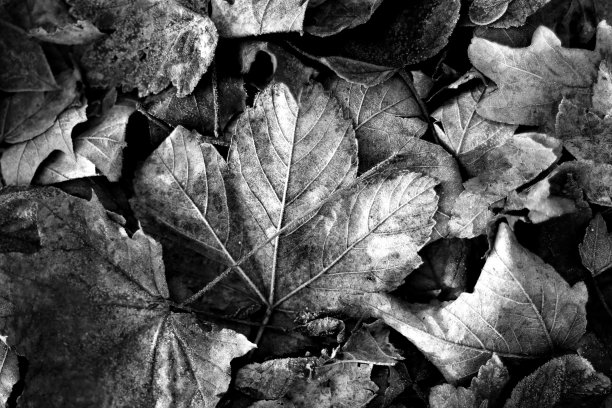 黑色和白色的秋天干枫叶图片下载