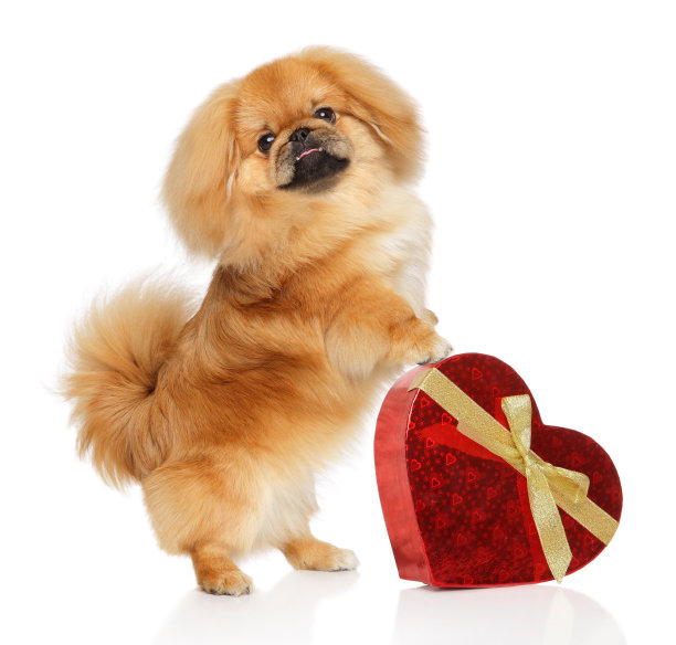 带有红色情人心的哈巴狗图片下载