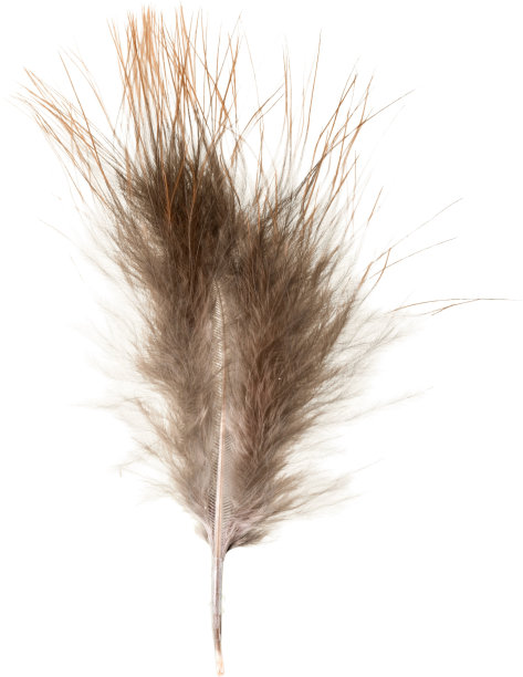 羽毛。图片下载