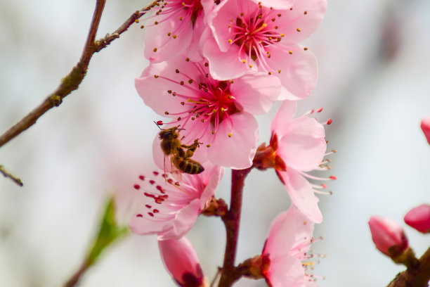 春天开花的桃子图片下载
