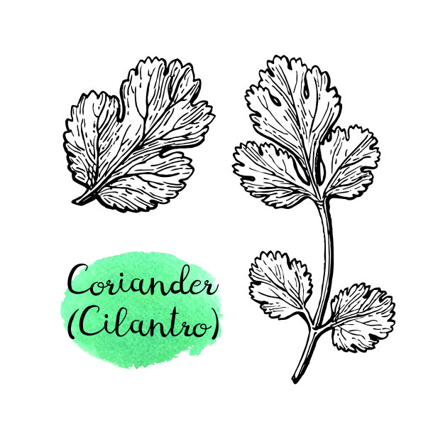 香菜墨水草图。图片下载