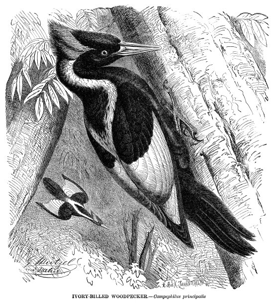 象牙嘴啄木鸟图片下载