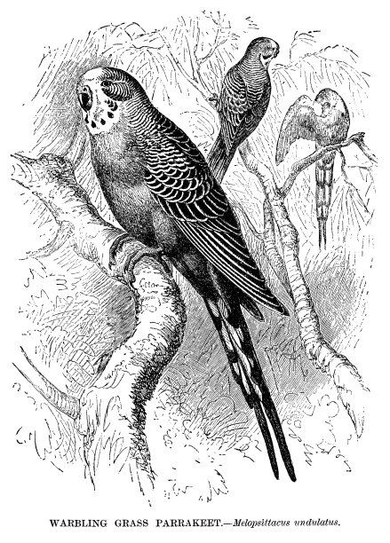 颤音草长尾小鹦鹉图片下载