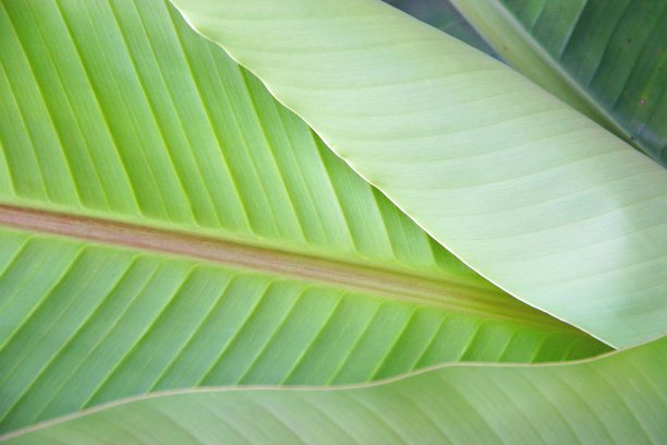 新开的香蕉叶春天开放图片下载