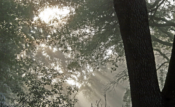 神秘阴暗的阳光透过树林中的迷雾图片下载