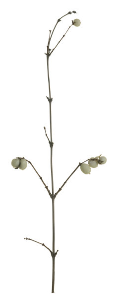 一种常见的雪莓，白色背景上孤立的浆果图片下载