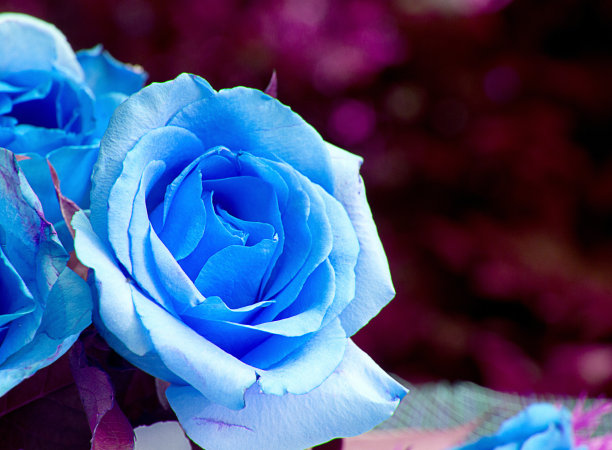 花园里的桌子上有蓝色的玫瑰图片下载