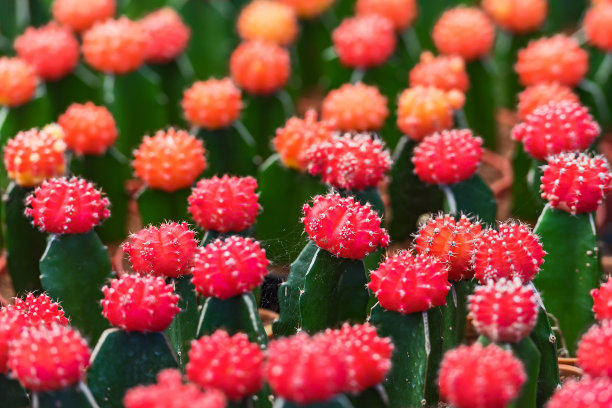 小红仙人掌。图片下载