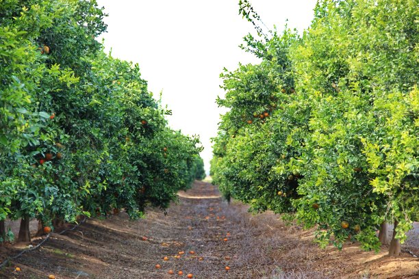 成熟的桔子种植园图片下载