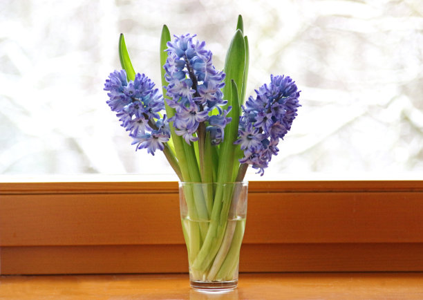 窗台上挂着风信子的花瓶素材图片